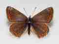 Polyommatus icarus (Common blue aberration box hill set reverse) Internet Image property of respective owner, non-commercial use only